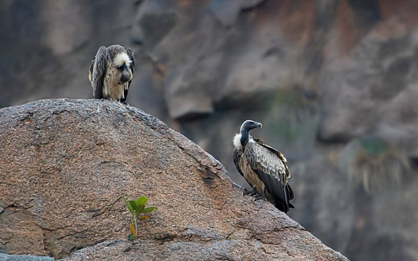 Ramadevarabetta Vulture Sanctuary, Ramanagara, Karnataka - Vushii.com Ramadevarabetta Vulture Sanctuary, Ramanagara, Karnataka - Vushii.com